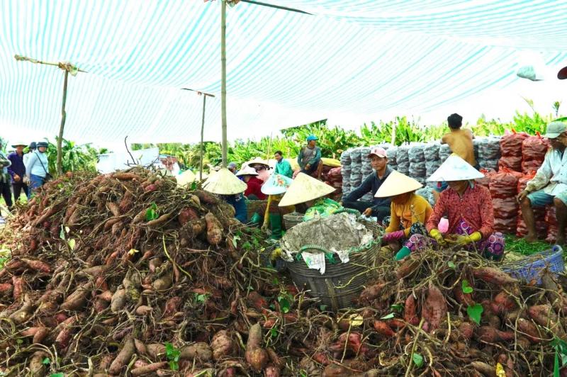 Giá khoai lang ảnh 9