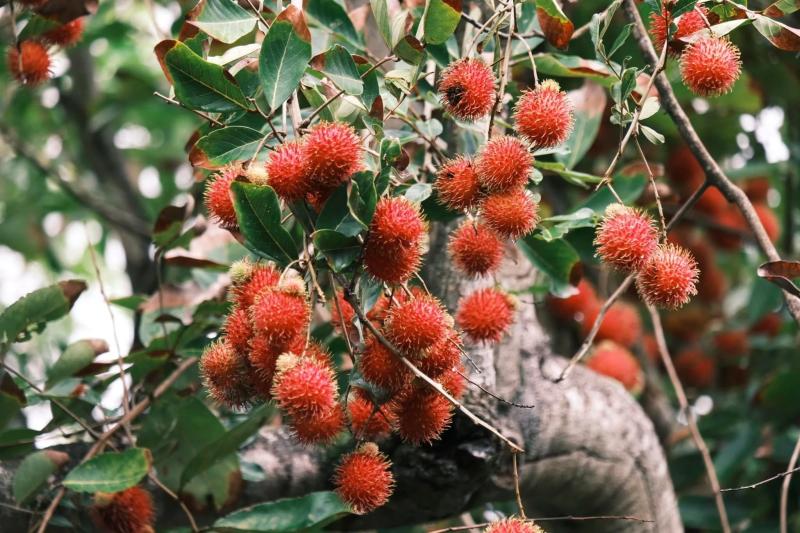 Đồng Tháp ảnh 12