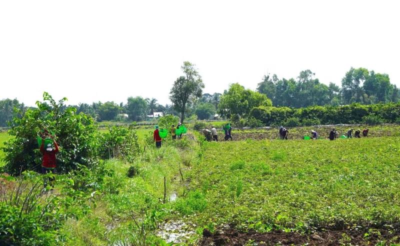 Giá khoai lang ảnh 5