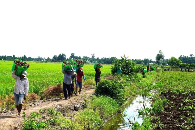 Giá khoai lang ảnh 6