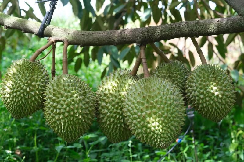 sầu riêng ảnh 6