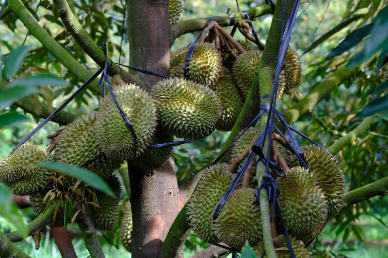 sầu riêng ảnh 3