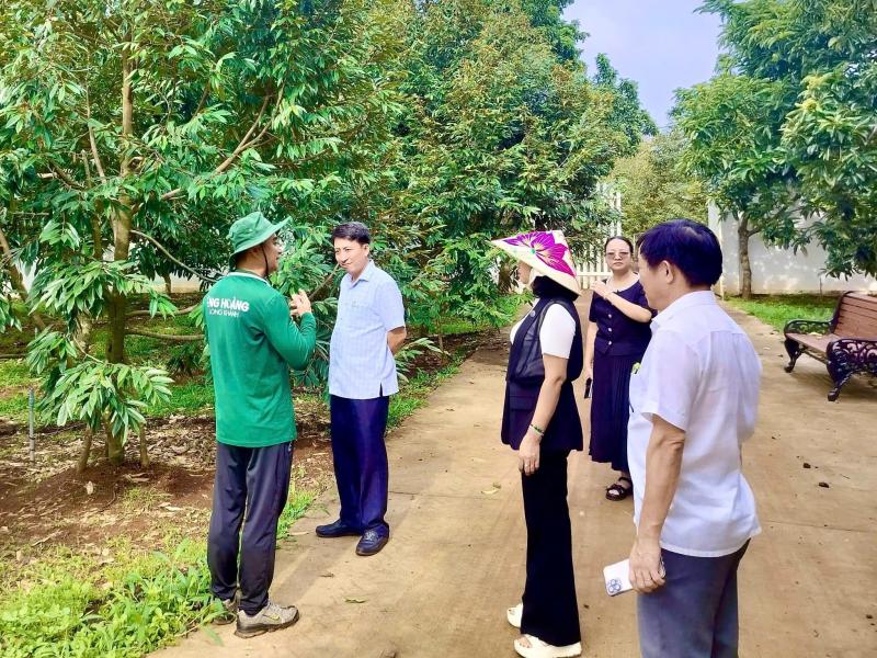 sầu riêng ảnh 5