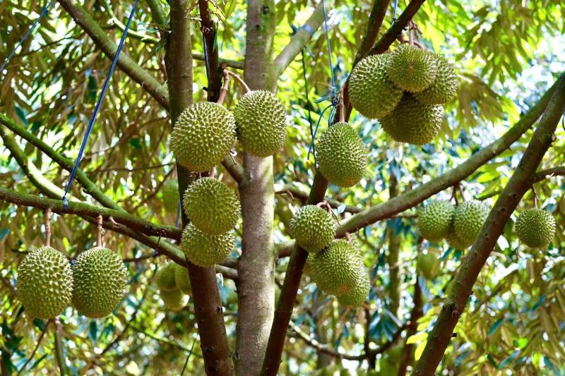 sầu riêng ảnh 1