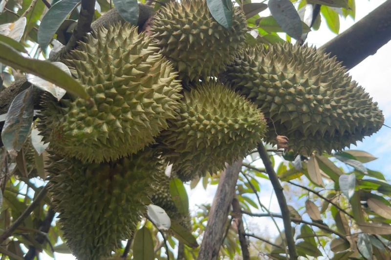 giá sầu riêng ảnh 2 giá sầu riêng ảnh 2
