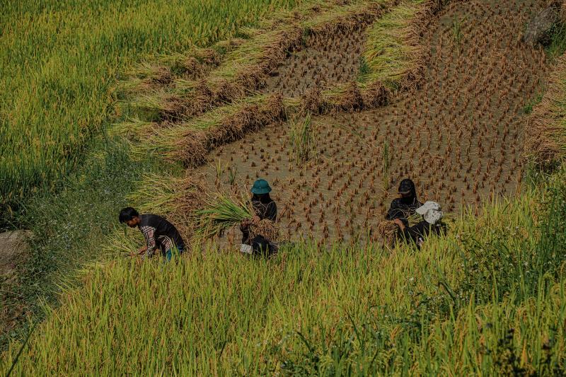 Hoàng Su Phì ảnh 4 Hoàng Su Phì ảnh 4