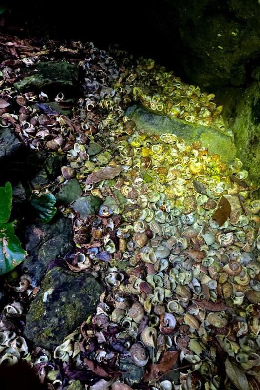 hố sụt,  Phong Nha Kẻ Bàng ảnh 4