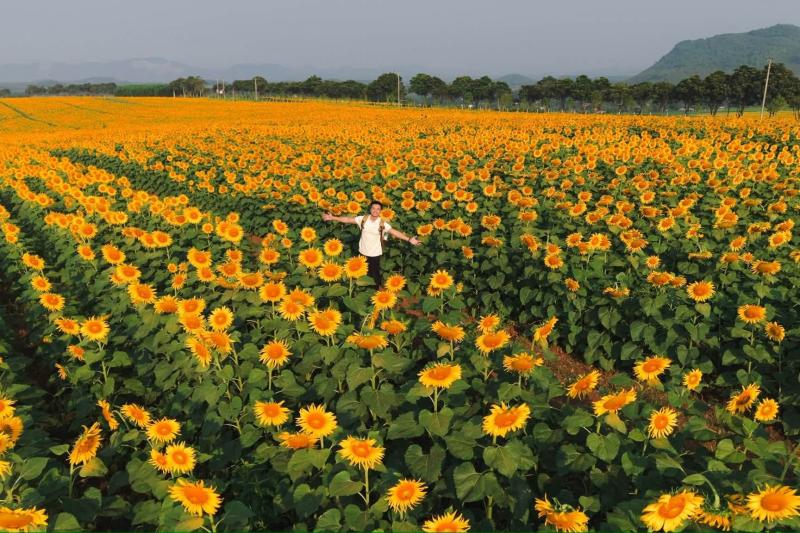 Nghệ An ảnh 1