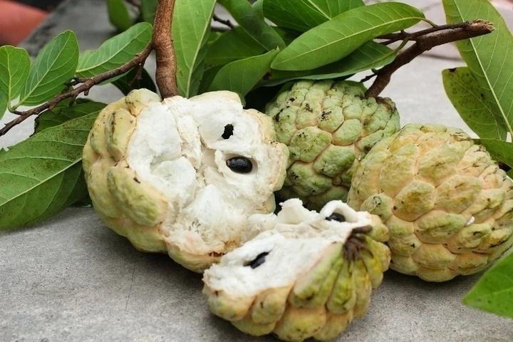 quả na ảnh 1 quả na ảnh 1
