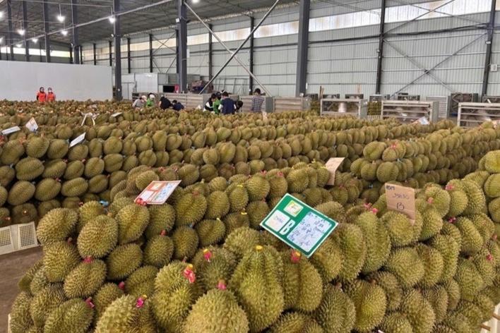 sầu riêng ảnh 4 sầu riêng ảnh 4