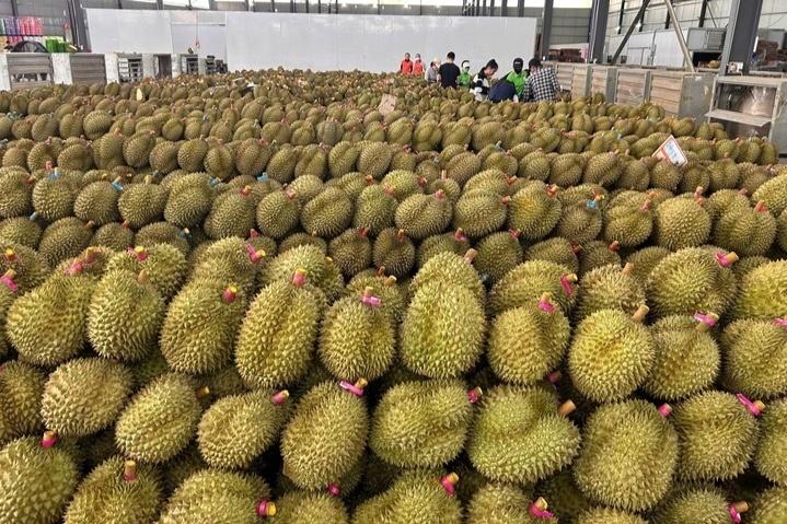 sầu riêng ảnh 1 sầu riêng ảnh 1